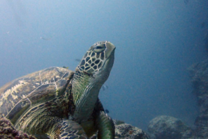 Elli, green turtle, adopted for Vivien-Denise Gieseler by Stephanie Köhnk Adopted green turtle, Maldives
