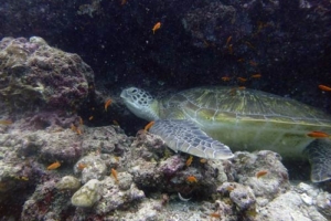 Emmeline, green turtle, adopted for Brigitte by Andrea Green turtle, Kuredu Caves, Lhaviyani Atoll, Maldives