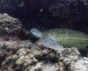 Green turtle, Kuredu Caves, Lhaviyani Atoll, Maldives