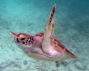 Eichi an adopted green turtle in Maldives