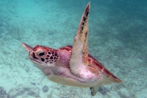 Eichi, green turtle, adopted by Andrea & Florian Eichinger Eichi an adopted green turtle in Maldives