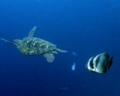 Adopt a turtle Lhaviyani atoll Maldives