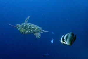 Finn, green turtle, adopted for Sophie by Stephanie Williams Adopt a turtle Lhaviyani atoll Maldives
