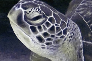 Francine, green turtle, adopted by Roberto Ferrari, Nicole Ferrari and Sylvie Foglietti Green turtle, Felivaru Kandu, Lhaviyani Atoll, Maldives