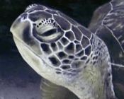 Green turtle, Felivaru Kandu, Lhaviyani Atoll, Maldives