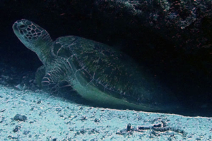 Biggi, green turtle, adopted by Birgit Florkiewicz Green turtle, Felivaru Kandu, Lhaviyani Atoll, Maldives
