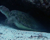 Green turtle, Felivaru Kandu, Lhaviyani Atoll, Maldives