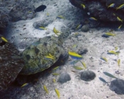 Adopt a turtle Lhaviyani atoll Maldives