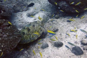 Marian, green turtle, adopted by Juliana Adopt a turtle Lhaviyani atoll Maldives