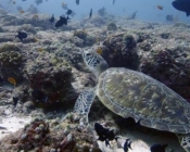 Adopt a turtle Maldives
