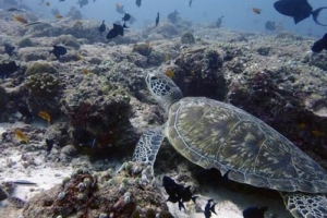 Mamour, green turtle, adopted Adopt a turtle Maldives