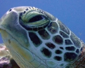 Adopted turtle Laamu Atoll Maldives