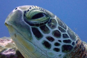 Michelangelo, green turtle, adopted by Lize Gijs Adopted turtle Laamu Atoll Maldives