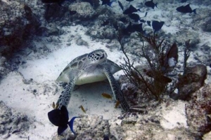 Kalle, green turtle, adopted by Michael Sommer Adopt a turtle, Maldives