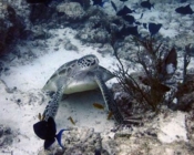 Adopt a turtle, Maldives