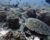 Adopted green turtle Maldives