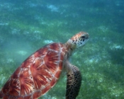Green turtle, Kuredu House Reef, Lhaviyani Atoll, Maldives
