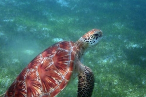 Daphne, green turtle, adopted by Manuela & Heiko Green turtle, Kuredu House Reef, Lhaviyani Atoll, Maldives