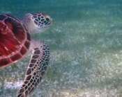 Green turtle, Kuredu House Reef, Lhaviyani Atoll, Maldives
