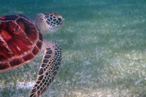 Peanut, green turtle, adopted for Sara and Laura by Karl Green turtle, Kuredu House Reef, Lhaviyani Atoll, Maldives