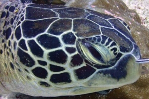 Xavi, green turtle, adopted by Xavi Philbin Green turtle, Hithaadhoo Corner, Laamu Atoll, Maldives. Image.