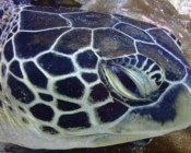 Green turtle, Hithaadhoo Corner, Laamu Atoll, Maldives. Image.
