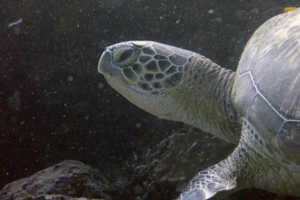 Sammy, green, adopted by Antje Sea turtle conservation Maldives, adopted green turtle