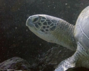 Sea turtle conservation Maldives, adopted green turtle