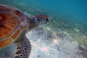 Topsie, green turtle, adopted by Ina & Maik Adopt a turtle Maldives