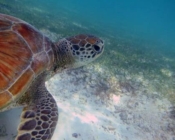 Adopt a turtle Maldives