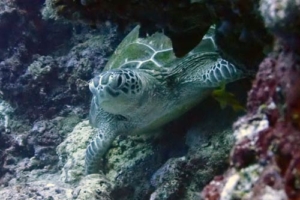 Megdalena, green turtle, adopted by Hanna Manninen Adopt a greem turtle Maldives