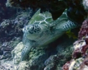 Adopt a greem turtle Maldives