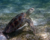 Adopted green turtle Maldives