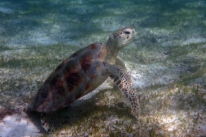 Thari, green turtle, adopted by Anja & Felix Kohl Adopted green turtle Maldives
