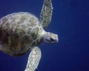 GR960, green turtle, Kuredu Caves, Lhaviyani Atoll, Maldives