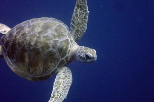 Lizzy, green turtle, adopted by Thomas & Jasmin GR960, green turtle, Kuredu Caves, Lhaviyani Atoll, Maldives