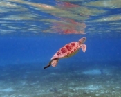 Adopted green turtle, Maldives