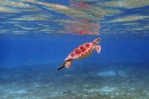 Leonie, green turtle, adopted by Lydia und Martin Leibeling Adopted green turtle, Maldives