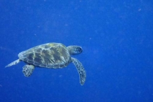 Savu, green turtle, adopted for Verena by Kristina & Milan Sea turtle conservation Maldives