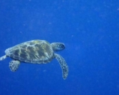 Sea turtle conservation Maldives