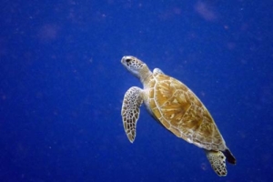 Nine, green turtle, adopted by Janine Gräf & Danny Meyer