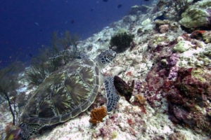Dickie, green turtle, adopted by Vicki and Richard England Green sea turtle, Maldives
