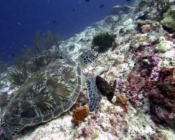 Green sea turtle, Maldives