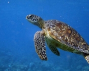 Green turtle, Kuredu Caves, Lhaviyani Atoll, Maldives
