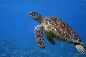 Milly, green turtle, adopted by Jessica & Tom Kirby Green turtle, Kuredu Caves, Lhaviyani Atoll, Maldives
