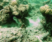 Adopt and save a green sea turtle Maldives