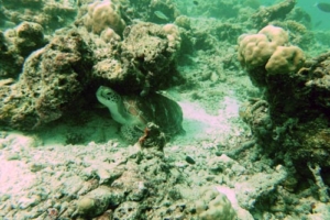 Firoz, green turtle, adopted by Frans Feld & Justine Lomax Adopt and save a green sea turtle Maldives