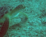 Adopt a turtle Maldives