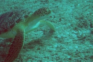 Hannah, green turtle, adopted for Frank & Hannah by Carola Koch Adopt a turtle Maldives