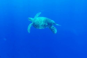 Tavvi, green turtle, adopted by Terry & Vanessa Purchase Green sea turtle, Maldives